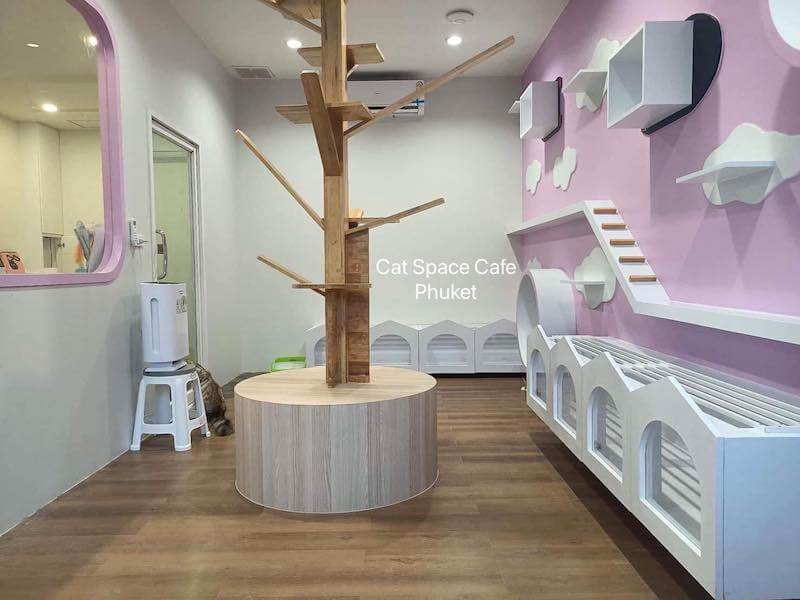 cat room of Cat Space Cafe Phuket