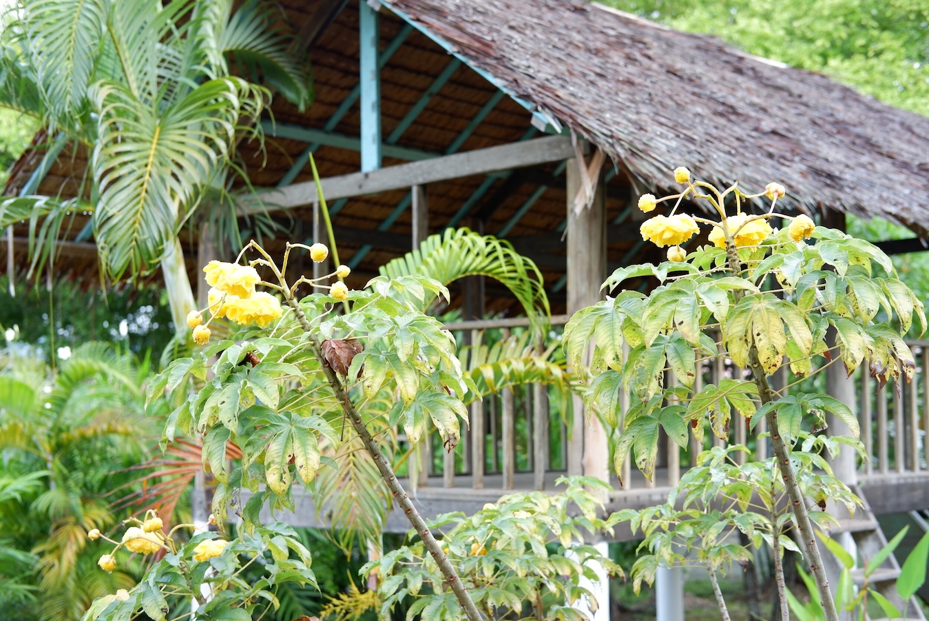Montessori House Phuket International School
