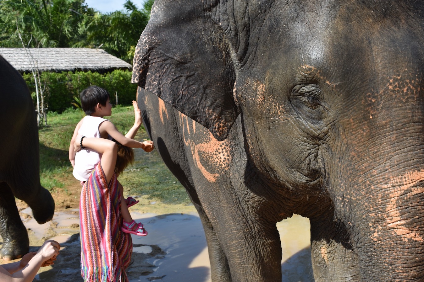 Elephant Care Park Phuket Cover