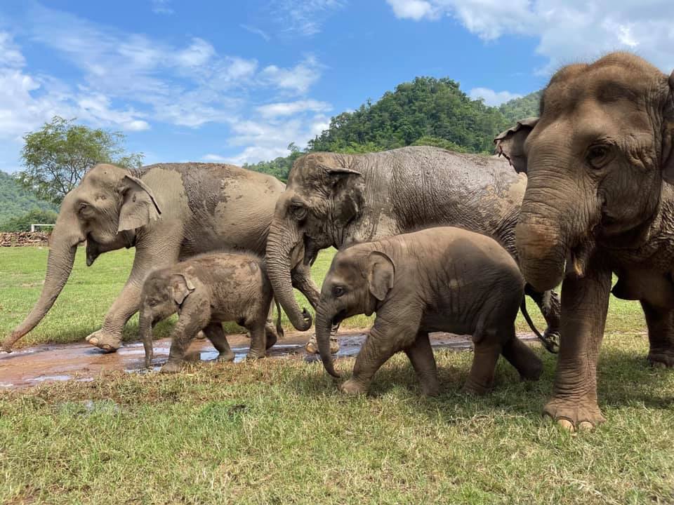 Elephant-Nature-Park-cove