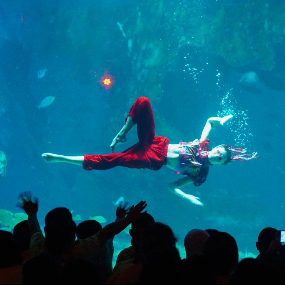 Aquaria Phuket Celebrate Chinese New Year