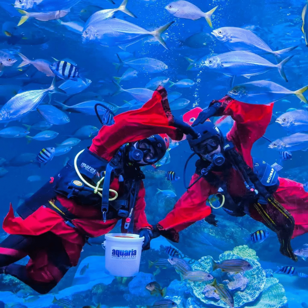 Aquaria Phuket Celebrate Chinese New Year
